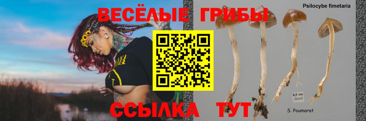 Ижевск  Галлюциногенные грибы прущие грибы  Вход с VPN 